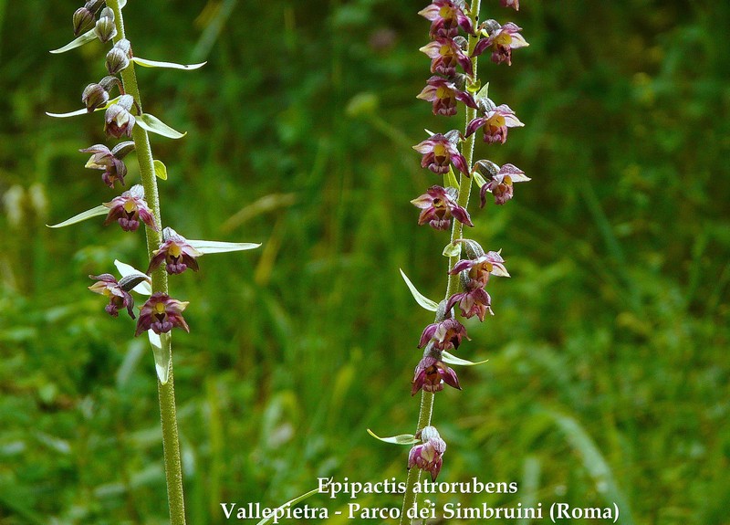 Le orchidee di Vallepietra nel Parco Naturale dei Monti Simbruini (Roma).
